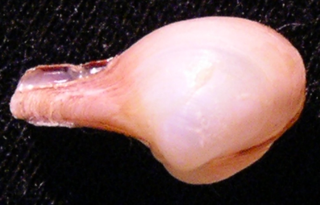 Cuspidaria cuspidata